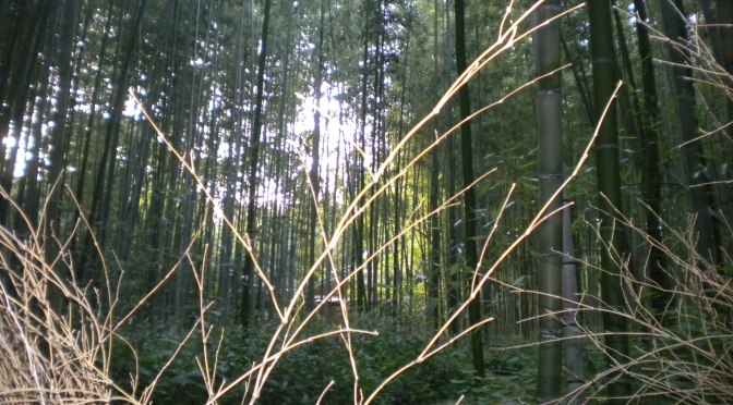 L’esperienza di Kyoto (Foresta dei Bambu) Arashiyama
