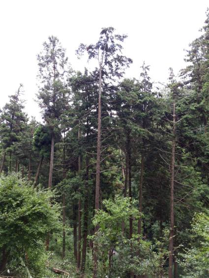 41437020_1088256977998875_1054180936616247296_n